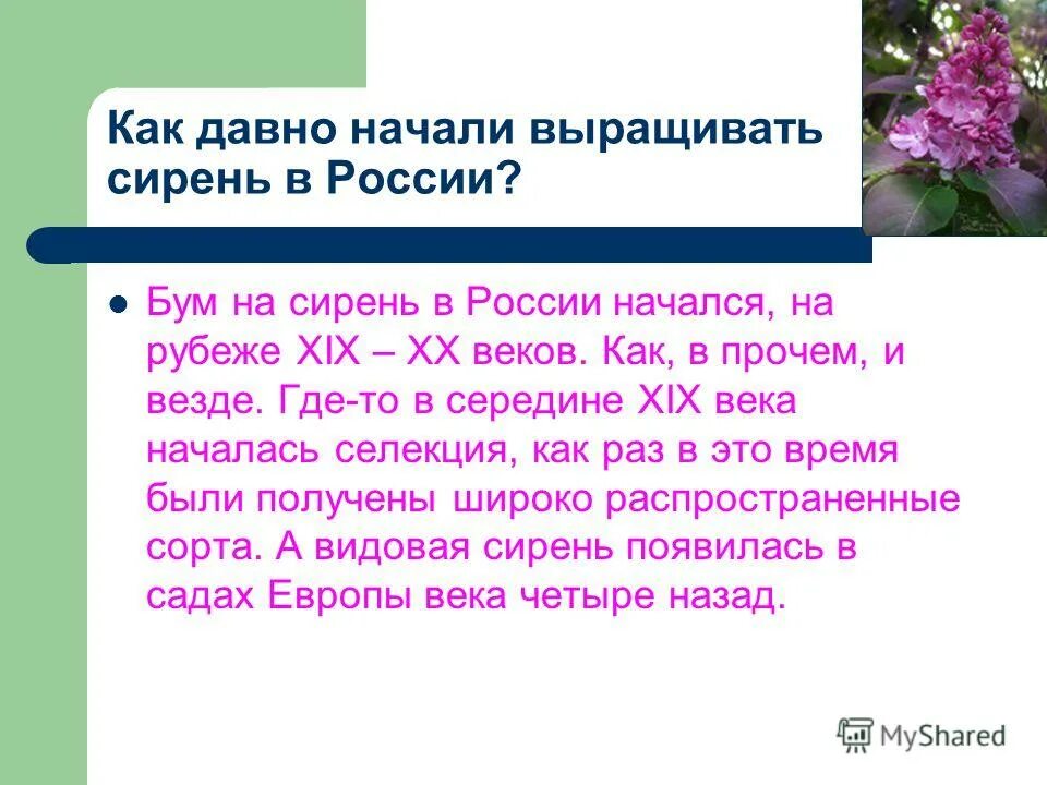 Где растет сирень. Сирень информация. Сирень миф.