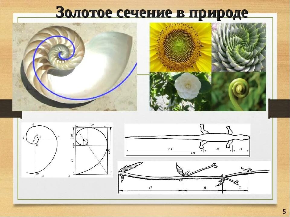 Отношение в золотом сечении. Золотое сечение Золотая пропорция. Принцип золотого сечения. Золотое сечение рисунок. Золотое сечение в природе.