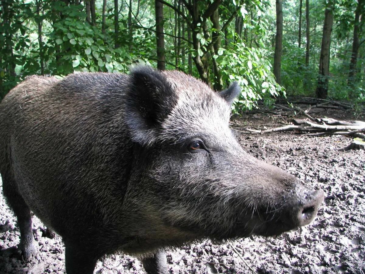 Кабан (sus scrofa l.). Кабан Галичья гора. S. scrofa ussuricus. Кабан Северный Кавказ.