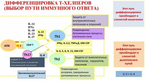 Т лимфоциты роль в иммунном ответе