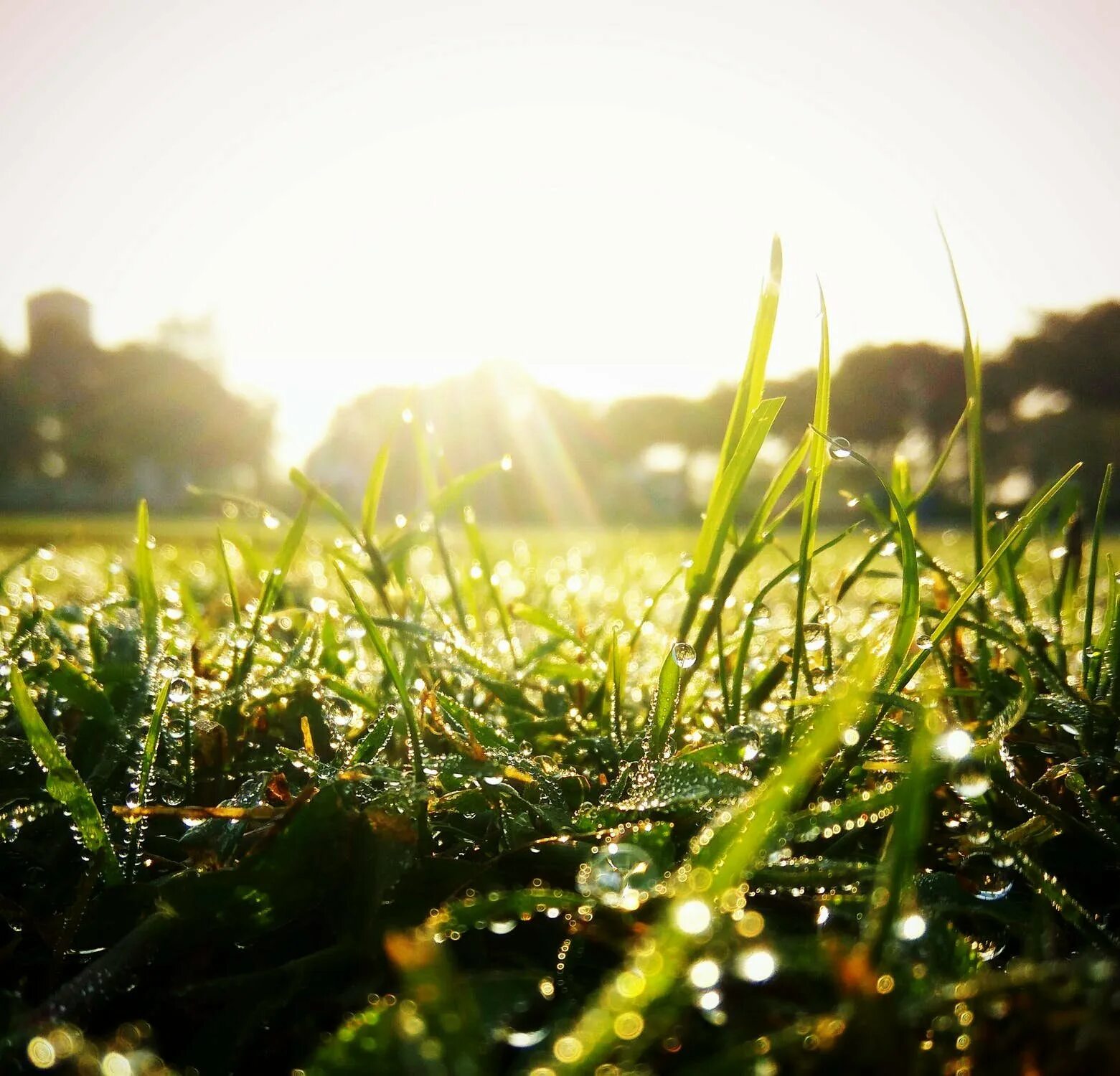 Утро 2023 картинки. Утренняя трава. Зеленое утро. Утро трава. Утренняя роса на траве.
