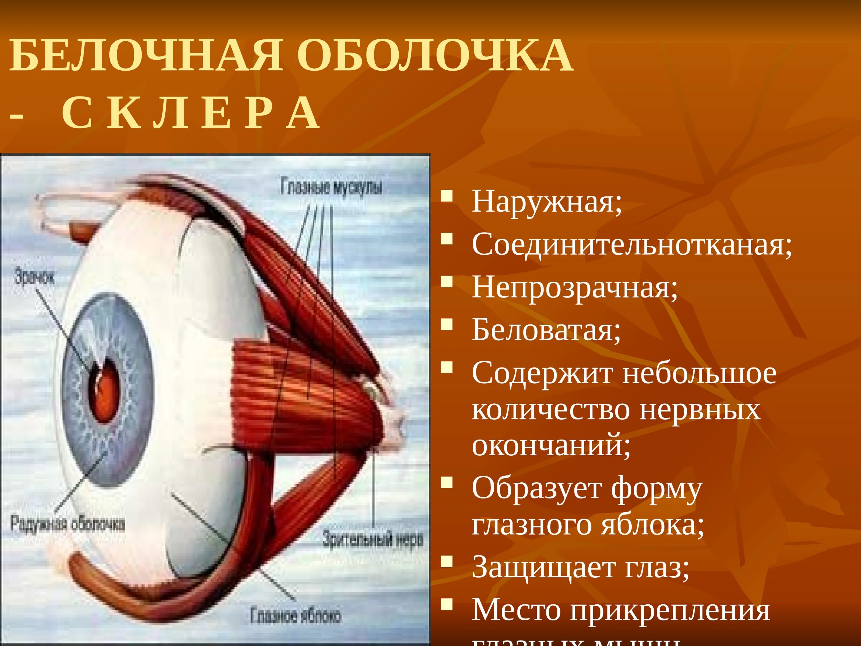 Белочная оболочка глаза человека. Белочная оболочка строение и функции. Белочная оболочка глаза функции. Строение белочной оболочки глаза. Белосная оболочкаглаза.