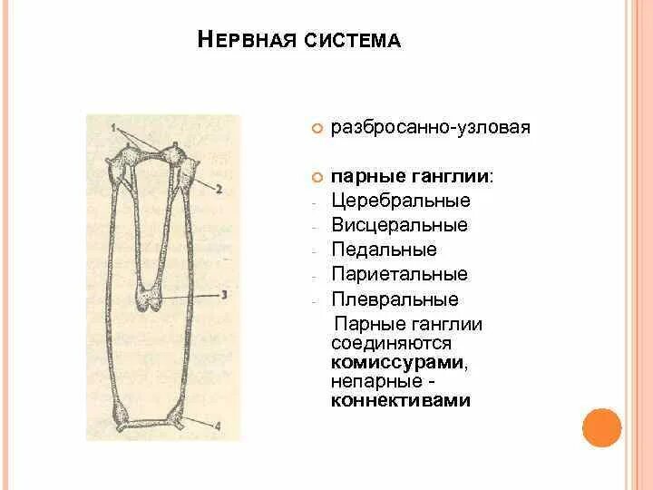 Имеет разбросанно узловую нервную систему. Нервная система разбросанно-узлового типа. Узловая нервная система. Разбросанно Узловая нервная система. Разбросано Узлова нервная система.