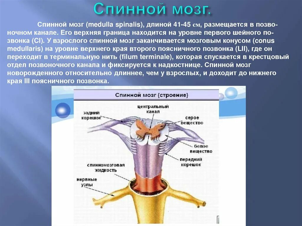 Центральный спинномозговой канал. Строения и функции спинного мозга спинной канал. Центральный канал спинного мозга функции. Строение и функции спинного мозга спинномозговой канал. Схема демонстрирующая взаимосвязь спинного и головного мозга.