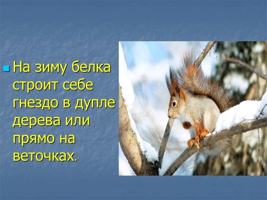 Как белка проводит зиму в лесу. Белка строит гнездо в дупле. как белка строит себе гнездо. гнездо белки зимой. как зимуют белки.