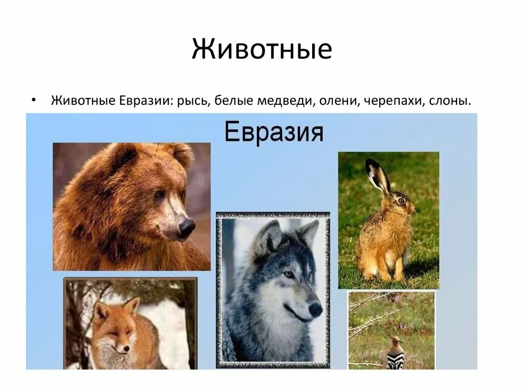 2 животных из евразии. Животные Евразии. Обитатели Евразии животные. Звери Евразии. Эндемики Евразии животные.