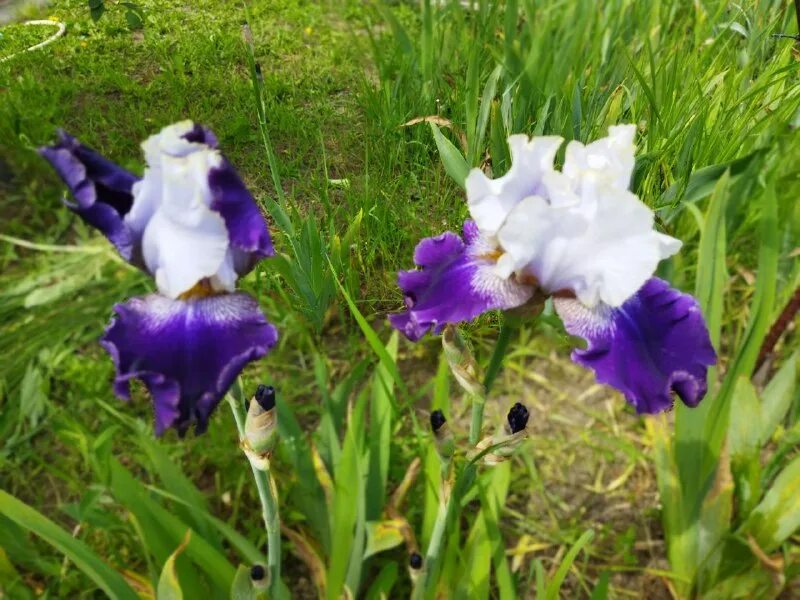 Искусственные цветы ирисы. Ирис на белом фоне. Ирис сибирский нагаребоши. Ирис опт. Ирис фиолетовый сорта.