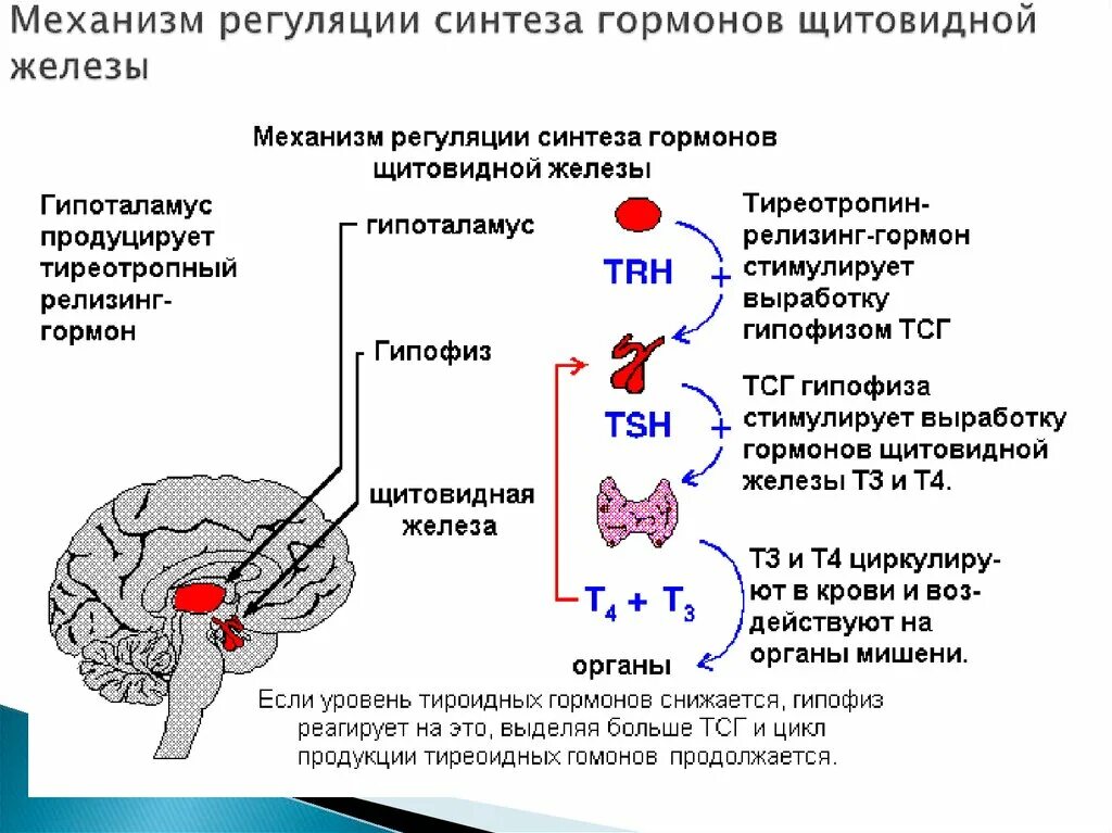 Механизм регуляции гормонов щитовидной железы. Гипоталамус гипофиз щитовидная железа схема. Секреция гормонов щитовидной железы схема. Механизм регуляции синтеза гормонов щитовидной железы.