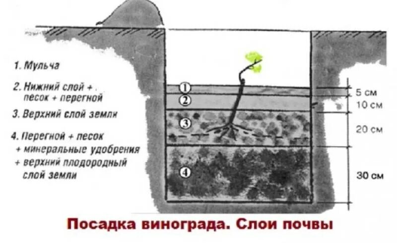 Какой грунт на урале. Посадка винограда весной саженцами в открытый грунт. Посадка винограда в грунт весной. Посадка саженцев винограда весной в грунт. Виноград посадка саженцев весной.