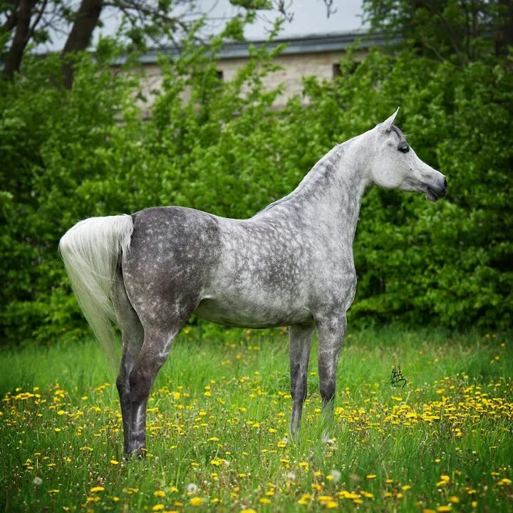 Horse dapple grey mare. Отзывы серой лошади. Светло серый лузитано. Серая лошадь в детстве. Отзывы серой лошади.