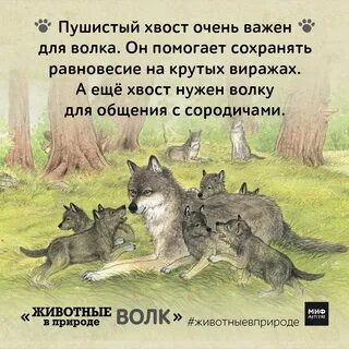 Волки предложение