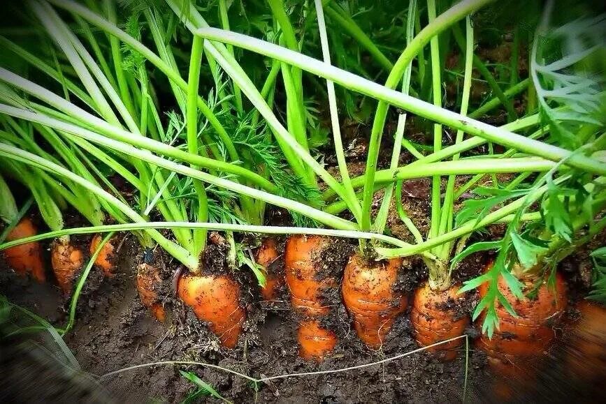 Морковь на грядке. Морковь в открытом грунте. Морковная грядка. Окучивание моркови. В каком месяце сажают морковь