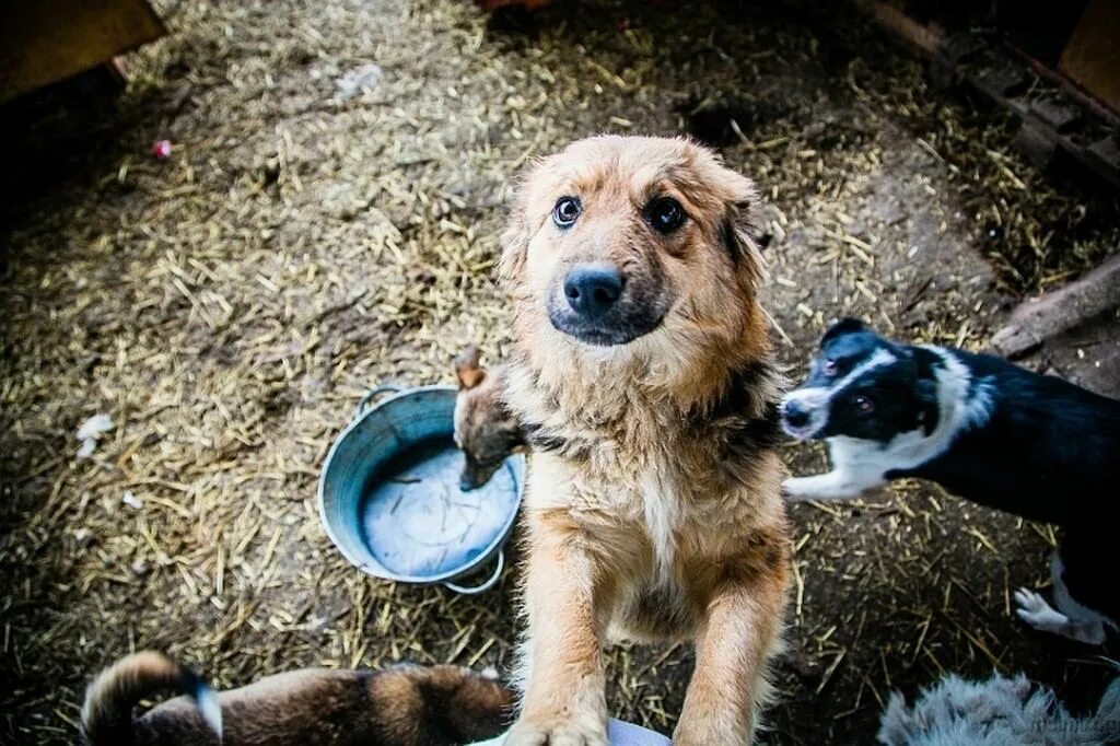 Кидать животных