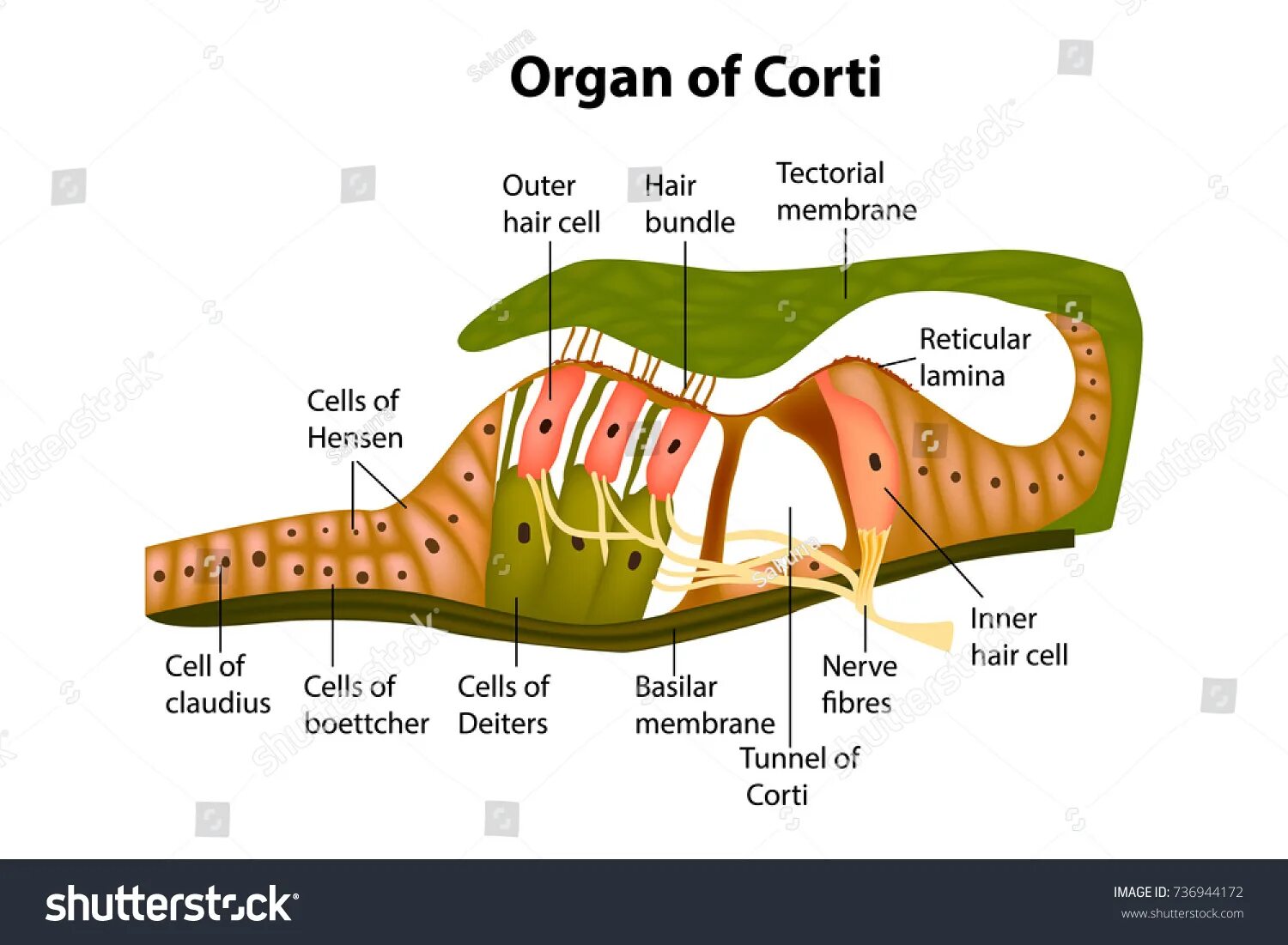 Кортиев орган анатомия. Орган корти. Волосковые клетки спирального органа. Текториальная мембрана. Кортиев орган.