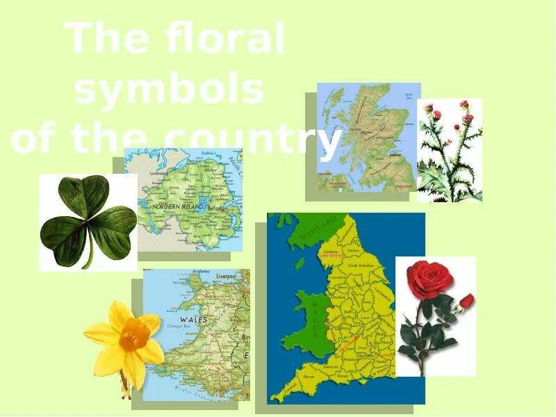 Flora and fauna of the british isles. Flora and fauna of great britain презентация.