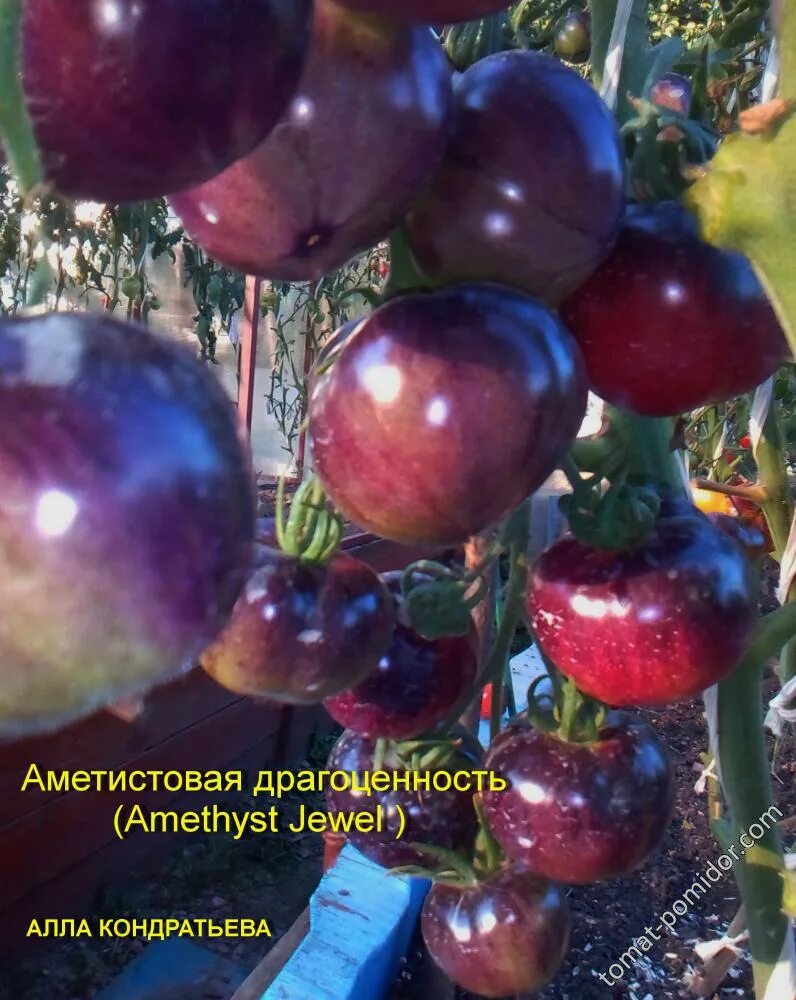 Томат сорт драгоценность. Помидоры Аметистовая драгоценность. Томат Amethyst Jewel описание. Семена Аметистовая драгоценность. Сорт помидор драгоценность.