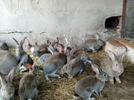 Молодые крольчихи