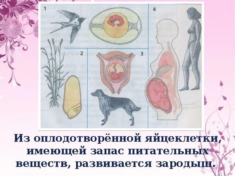 Яйцеклетка запас питательных веществ. Запас питательных веществ яйцеклетки. яйцеклетки большим запасом питательных веществ. размножение живых организмов рисунок. из оплодотворенной яйцеклетки развивается.