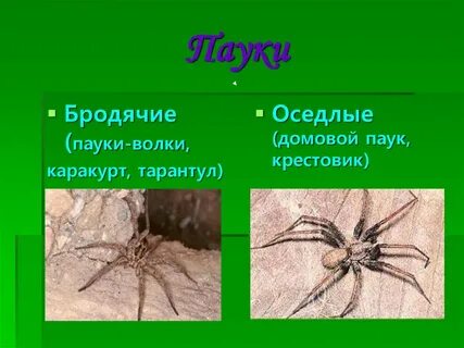 7 пауков