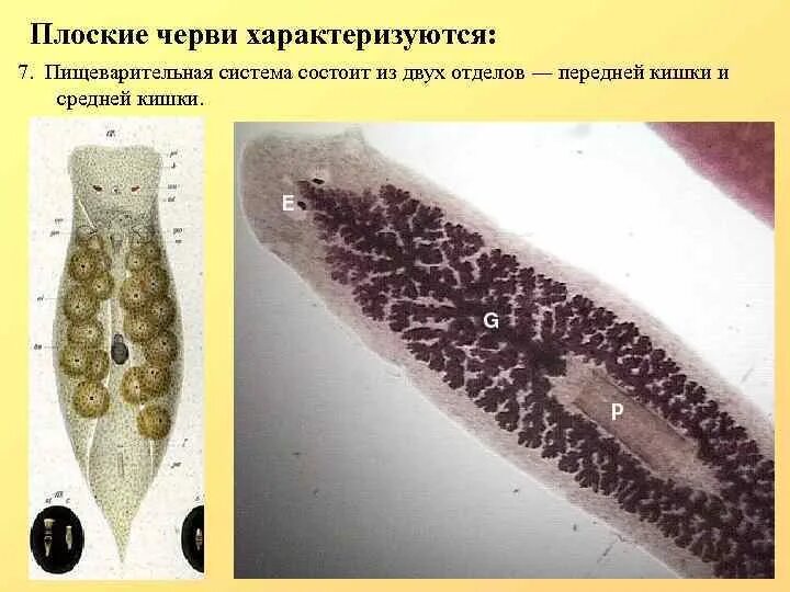 Плоские черви простейшие. Тип плоские черви (plathelminthes). Пищеварительная система плоских червей. Плоские черви характеризуются. Системы плоских червей.