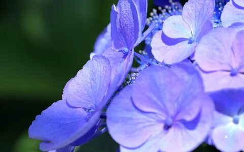 She flowers