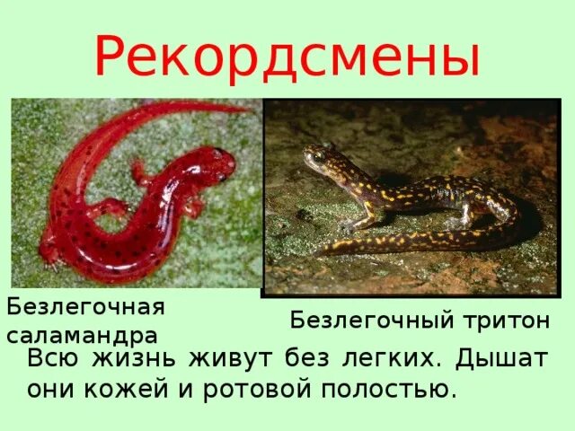 Дыхательная система саламандры. Тритон огненная саламандра. Саламандра биология. Покровы тела саламандры. Саламандра земноводное или пресмыкающееся.