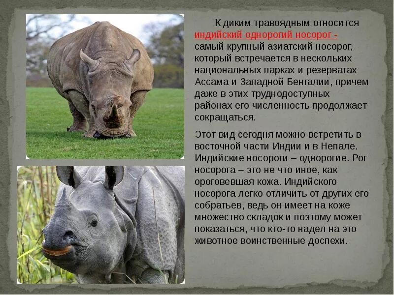 Носорог внесен в красную книгу. Носорог внесен в красную книгу