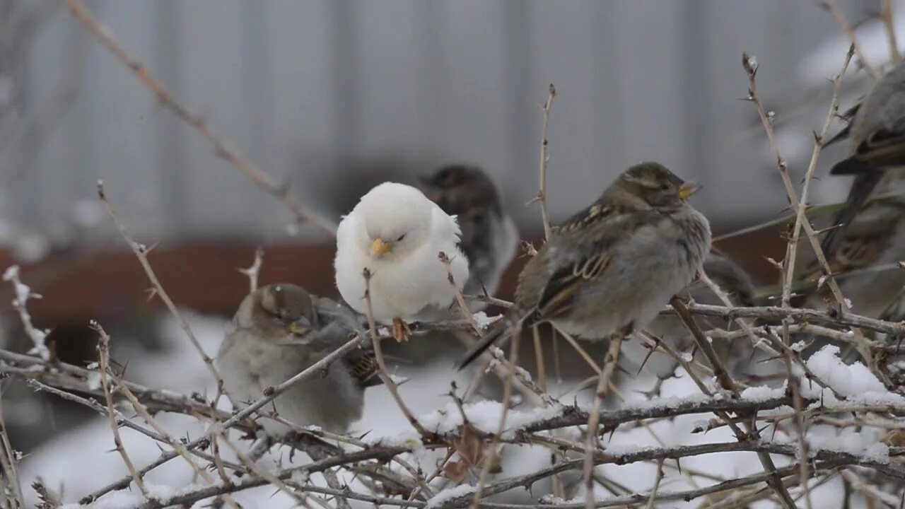 Воробей песня видео. Белый Воробей. Белый Воробей Оренбург. Белый Воробей зимой. Белый Воробей фото.