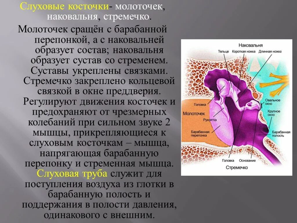 Овальное окно и круглое окно среднего уха. Слуховые косточки входят в состав вестибулярного аппарата. Слуховые рецепторы расположены в полукружных каналах. Слуховые косточки входят в состав вестибулярного аппарата. Молоточек наковальня стремечко.