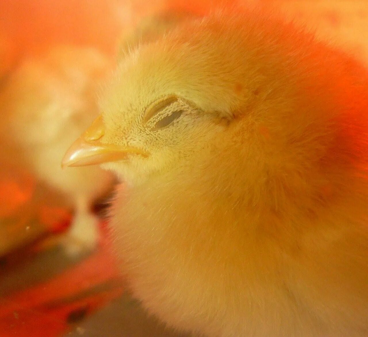 К чему снится цыпленок желтый. Цыпленок. Оранжевый цыпленок. Рыжий птенец. Клюв цыпленка.