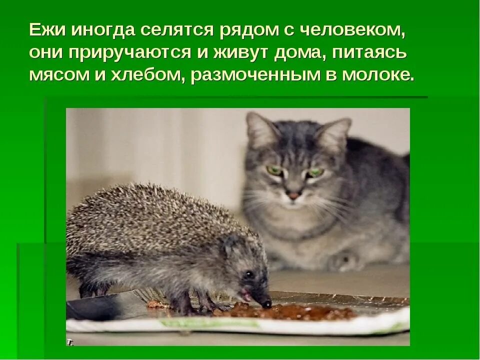 Можно ежам давать молоко. Почему нельзя трогать ежей. еж доклад. почему ежам нельзя молоко. ежики рацион.