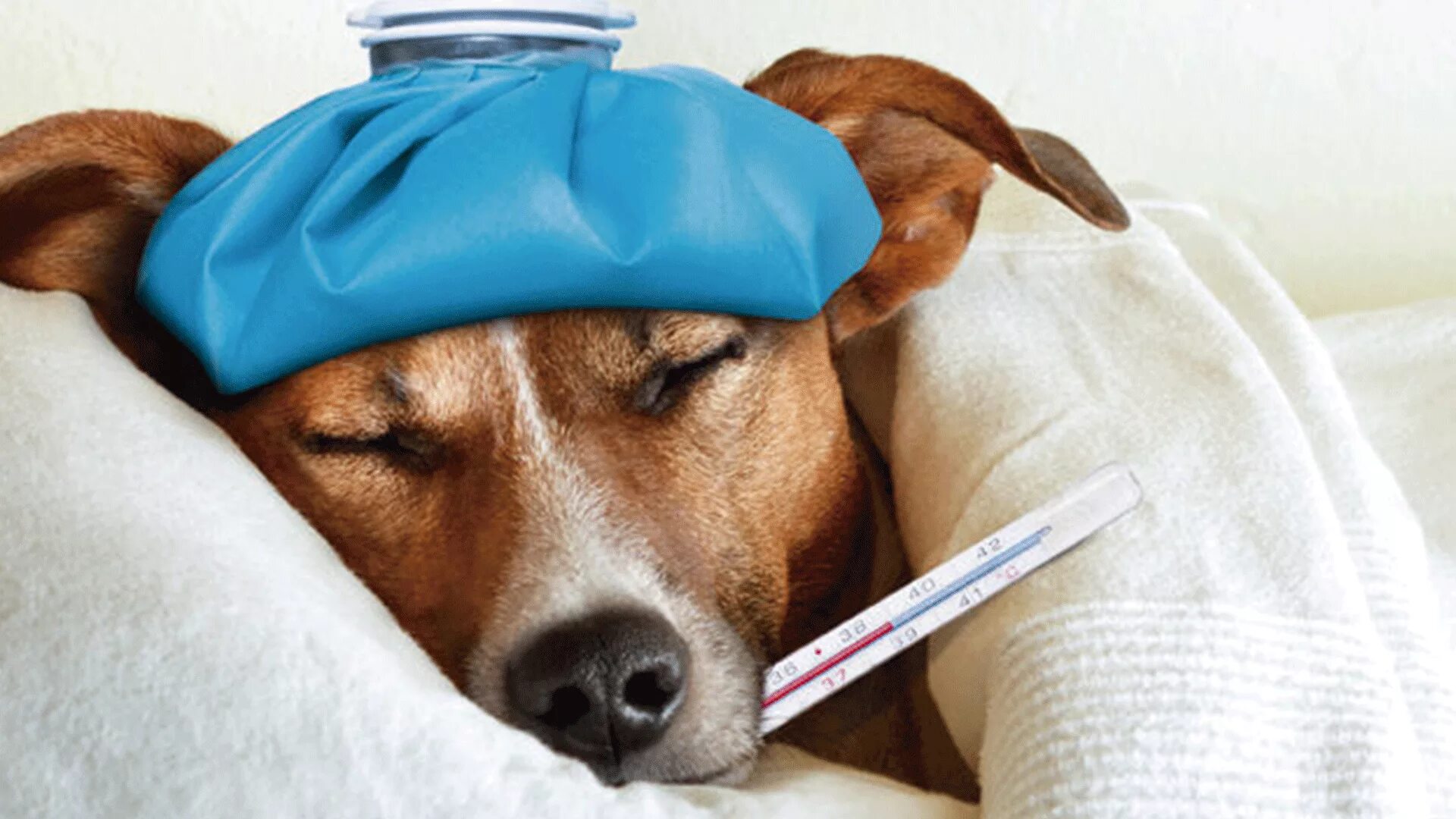 Если съесть собаку не заболеть туберкулезом. Собака с градусником. Собака с грелкой. Собачка болеет.