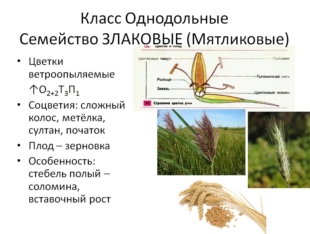 Отдел злаковых. Характеристика семейства однодольных 6 класс. Биология 6 класс класс Однодольные семейство злаки. Однодольные цветки описание семейства. Семейства однодольных растений 6 класс биология.