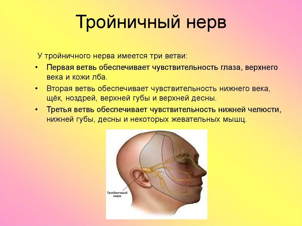 Тройничный нерв. Тройничный нерв на лице. Тройничный нерв где находится. Где находится тройничичный нерв.