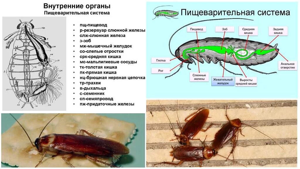 Таракан Прусак строение. Отряды насекомых: Таракановые строение. Рыжий таракан Прусак внешнее строение. Рыжий таракан Прусак строение. Насекомое работающая на органы