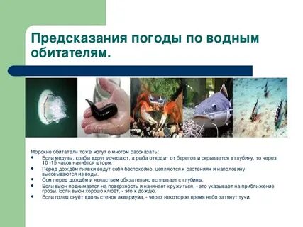 Предсказания птиц
