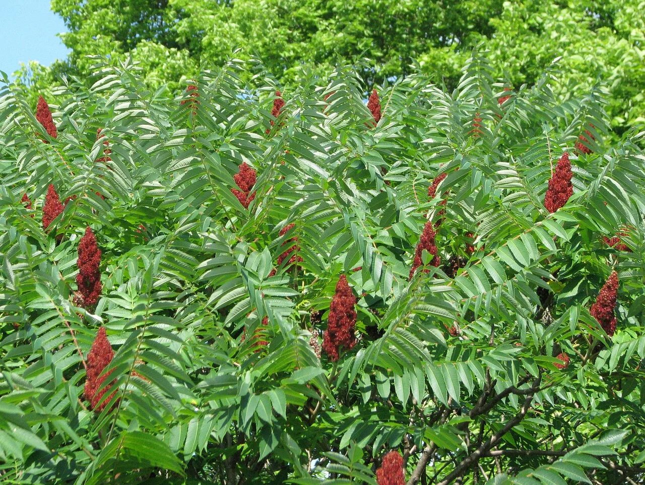 Сумах Rhus typhina. Сумах пушистый оленерогий уксусное дерево. Сумах оленерогий уксусное дерево. Сумах пушистый оленерогий.