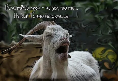 Что ты сказала коза