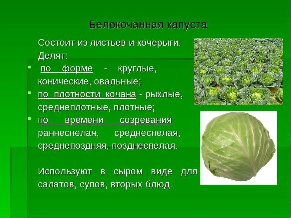 Капуста огородная автотрофы. Капуста кочанная описание листьев. Характеристика капусты белокочанной биология. Внешний вид капусты белокочанной. Строение белокочанной капусты.