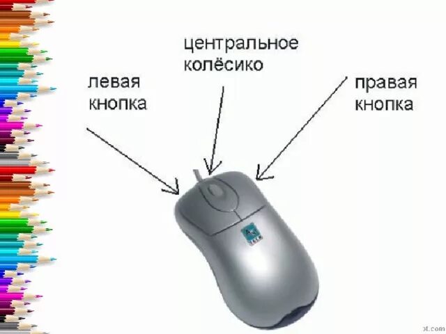Что можно делать с помощью мыши. Части компьютерной мышки. строение комп мыши.