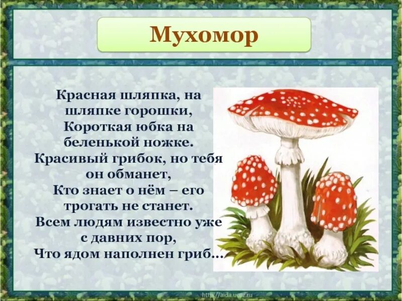 Информация про грибы. Мухомор красный. Мухомор описание. Кратко о мухомор красный. Сообщение о мухоморе.