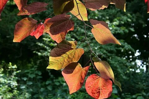 Some leaves