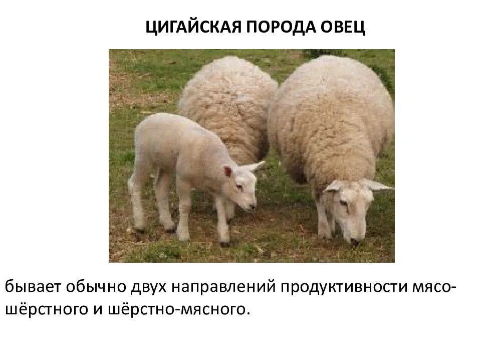 Какими бывают овцы