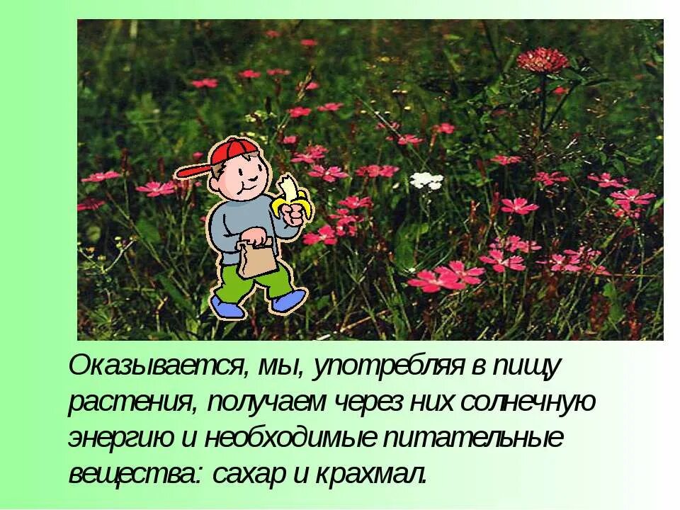 Благодаря чему растение получает воду в виде почвенного раствора. Опыт как растение поглощает воду. Что растения получают из почвы. Почвенное питание растений. Что растения получают из почвы.