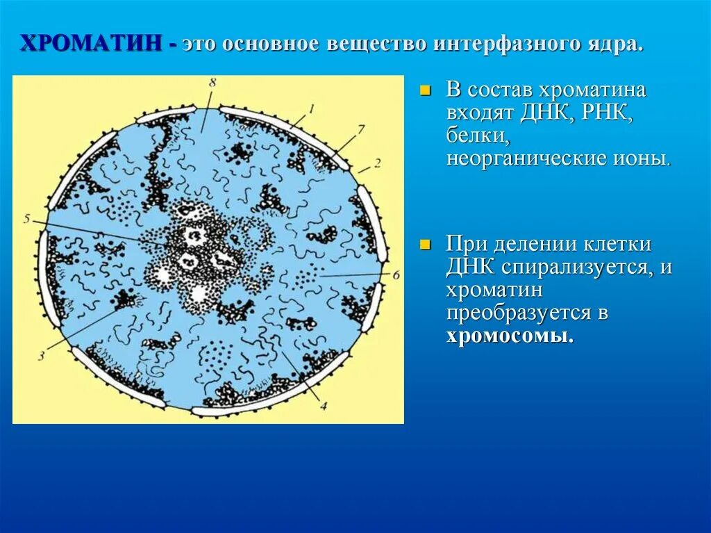 Хроматин функции. Хроматин функции