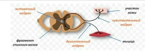 Вставочные нейроны в соматической нервной