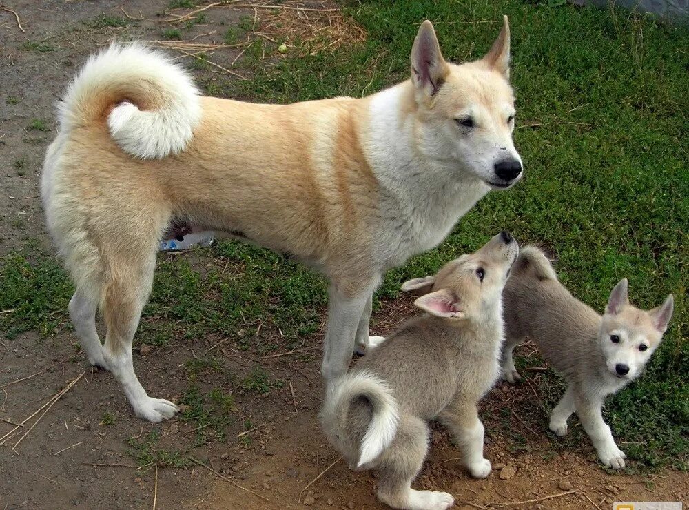Западно сибирская лайка. Западносибирская лайка. Восточносибирская лайка лайки. Восточно сибирская лайка. Зсл лайка.
