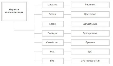 Классификация дуба