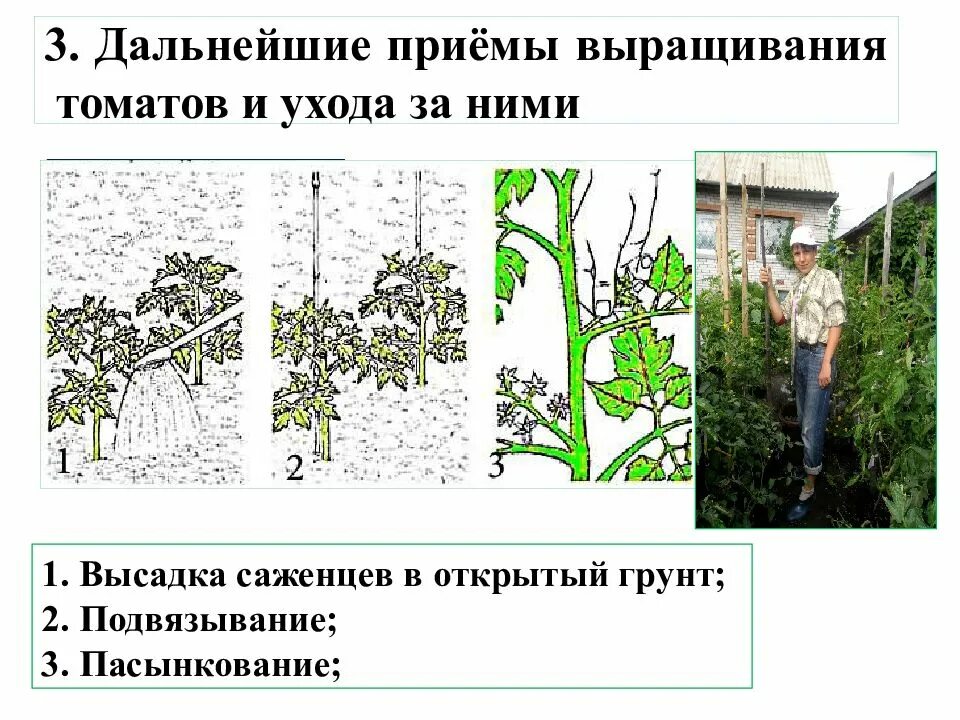 Типы агротехнических приемов. Приемы возделывания. Агротехническтй приемы. Агротехнологические приёмы выращивания культурных. Агротехнические приёмы пасынковать.