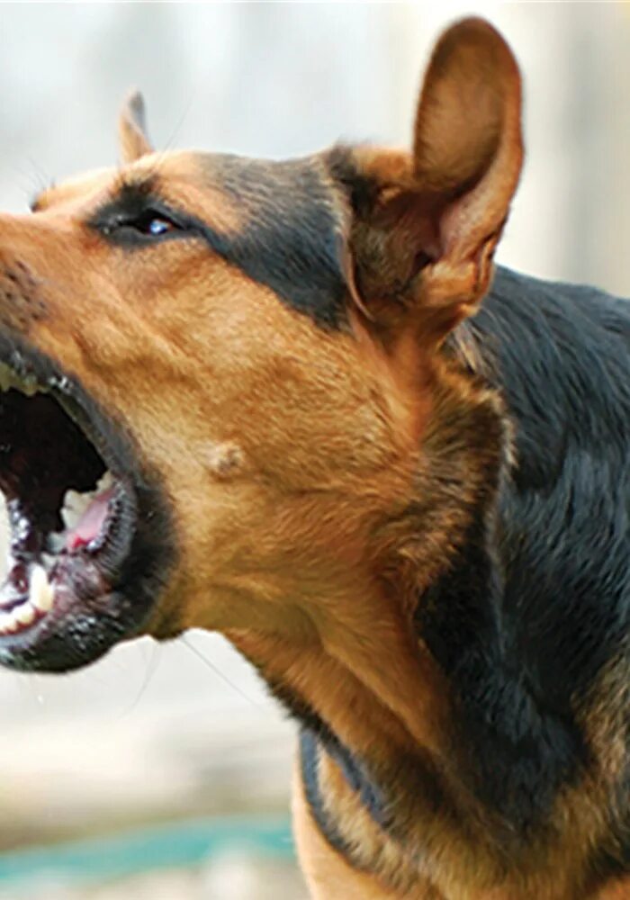 Barking sound. Голос овчарки. Агрессивная собака и спокойная. Голос агрессивной собаки. Агрессивные звуки собаки.